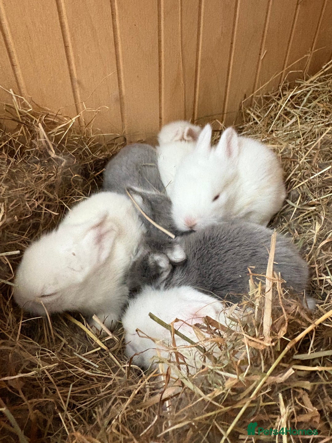 Mixed Breed rabbits for sale: Rabbits for Adoption - Image 4
