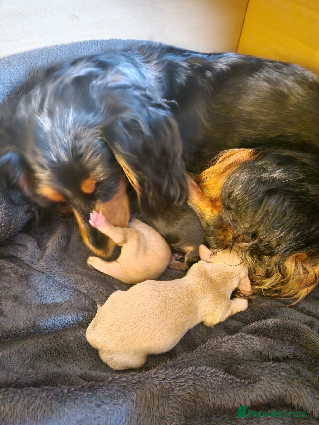 Miniature Dachshund dogs for stud: Stunning L/H mini cream X2 intensity KCreg proven  - Advert 8
