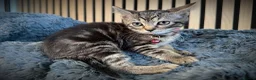 Mixed Breed cats for sale: 9 beautiful kittens looking for new homes  - Advert 8