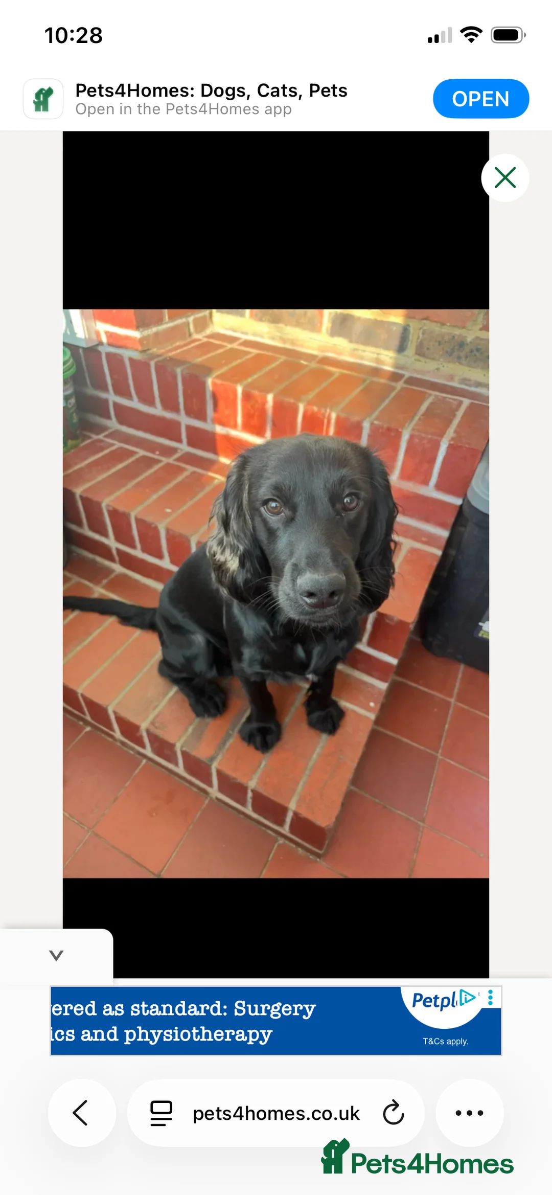 Cocker Spaniel dogs for sale: Spaniel for rehoming in Dorchester - Advert 5