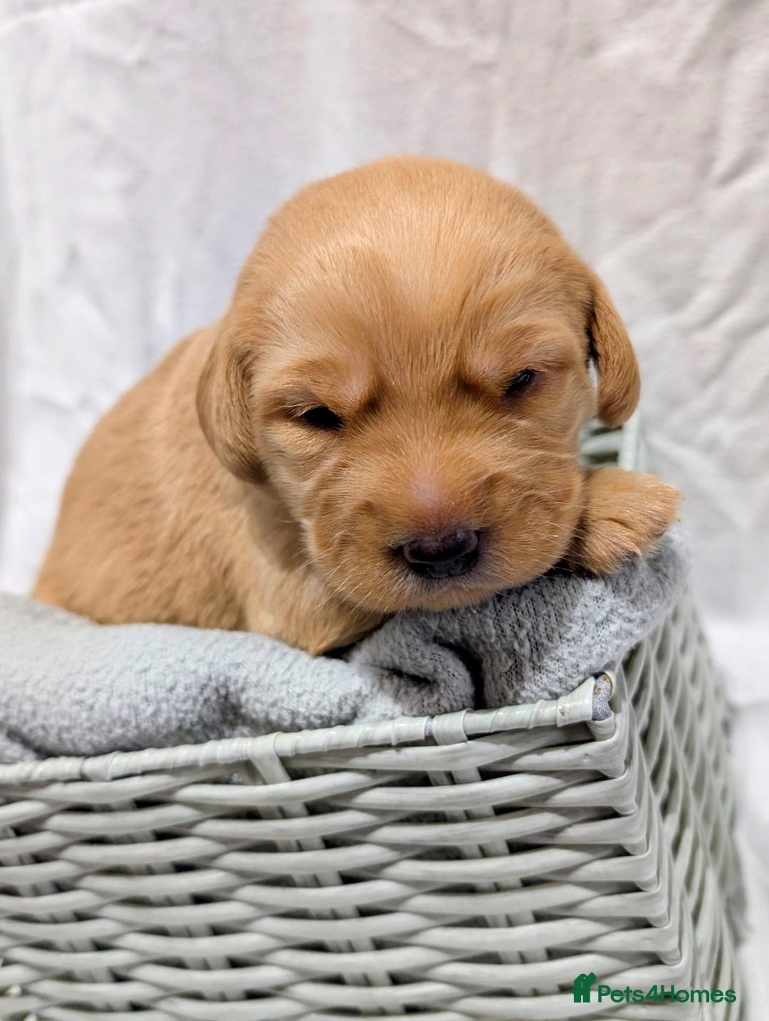 Cockerdor dogs for sale: YorkieCockerDor pups looking for forever homes  - Image 4