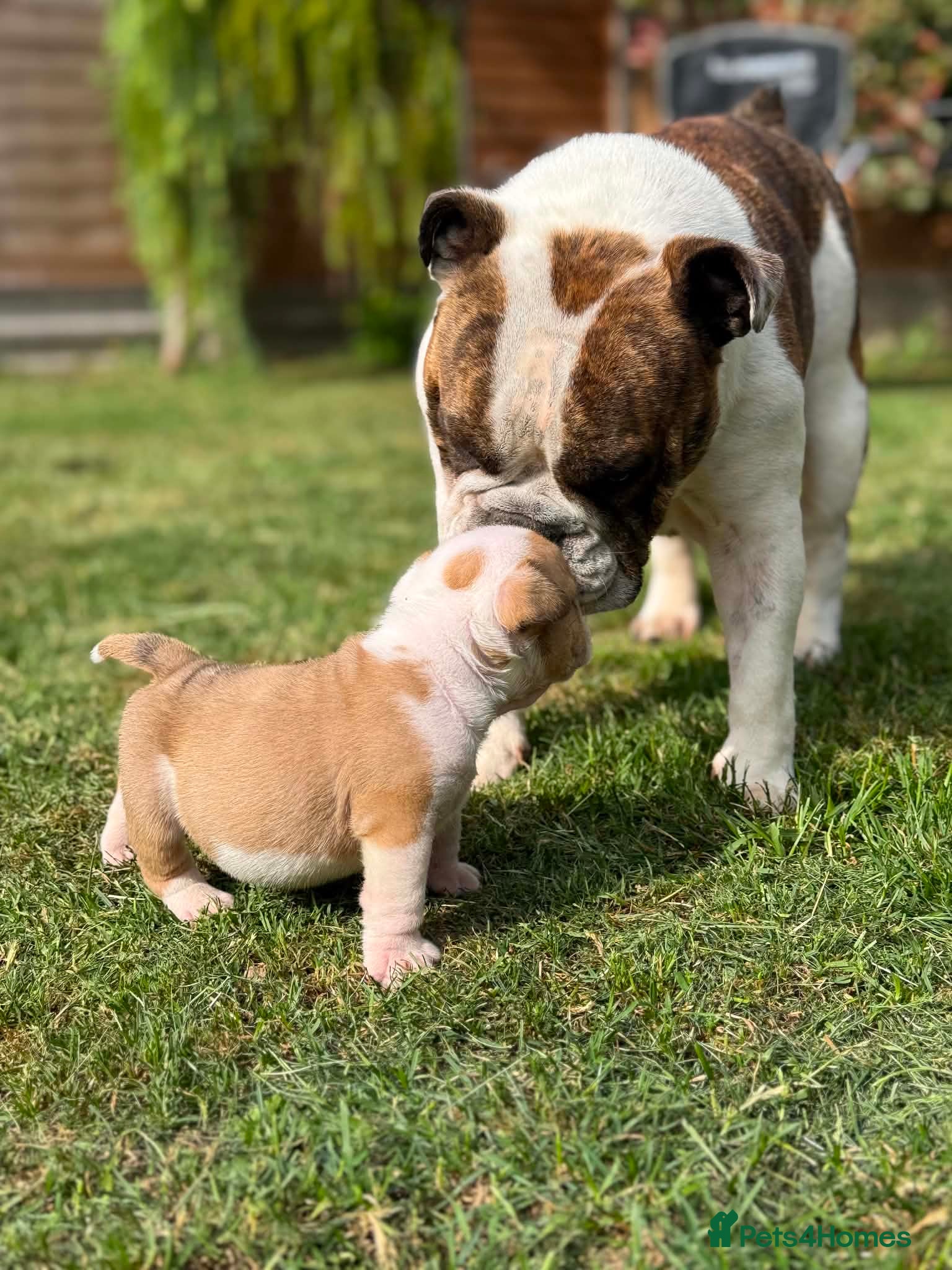 English Bulldog dogs SPECIAL BOY SEEKS HOME - Advert 9