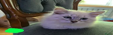 Siberian Kitten 3 Bright Green 