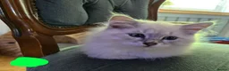 Siberian cats for sale: Beautiful Siberian kittens - Advert 14