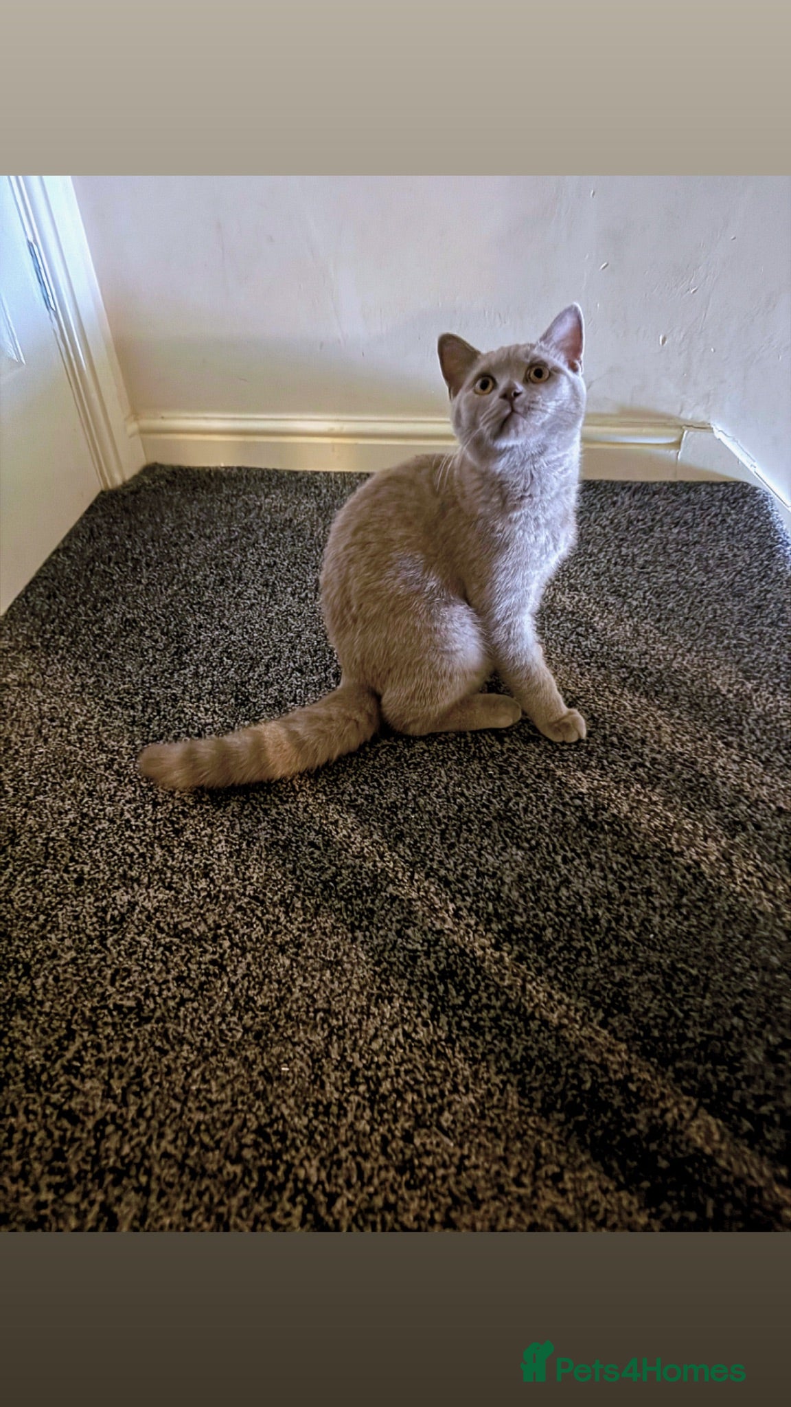 British Shorthair cats Beautiful British Shorthair Kitten for Sale  - Advert 4