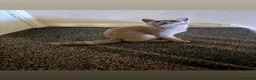 British Shorthair cats for sale: Beautiful British Shorthair Kitten for Sale  - Advert 1