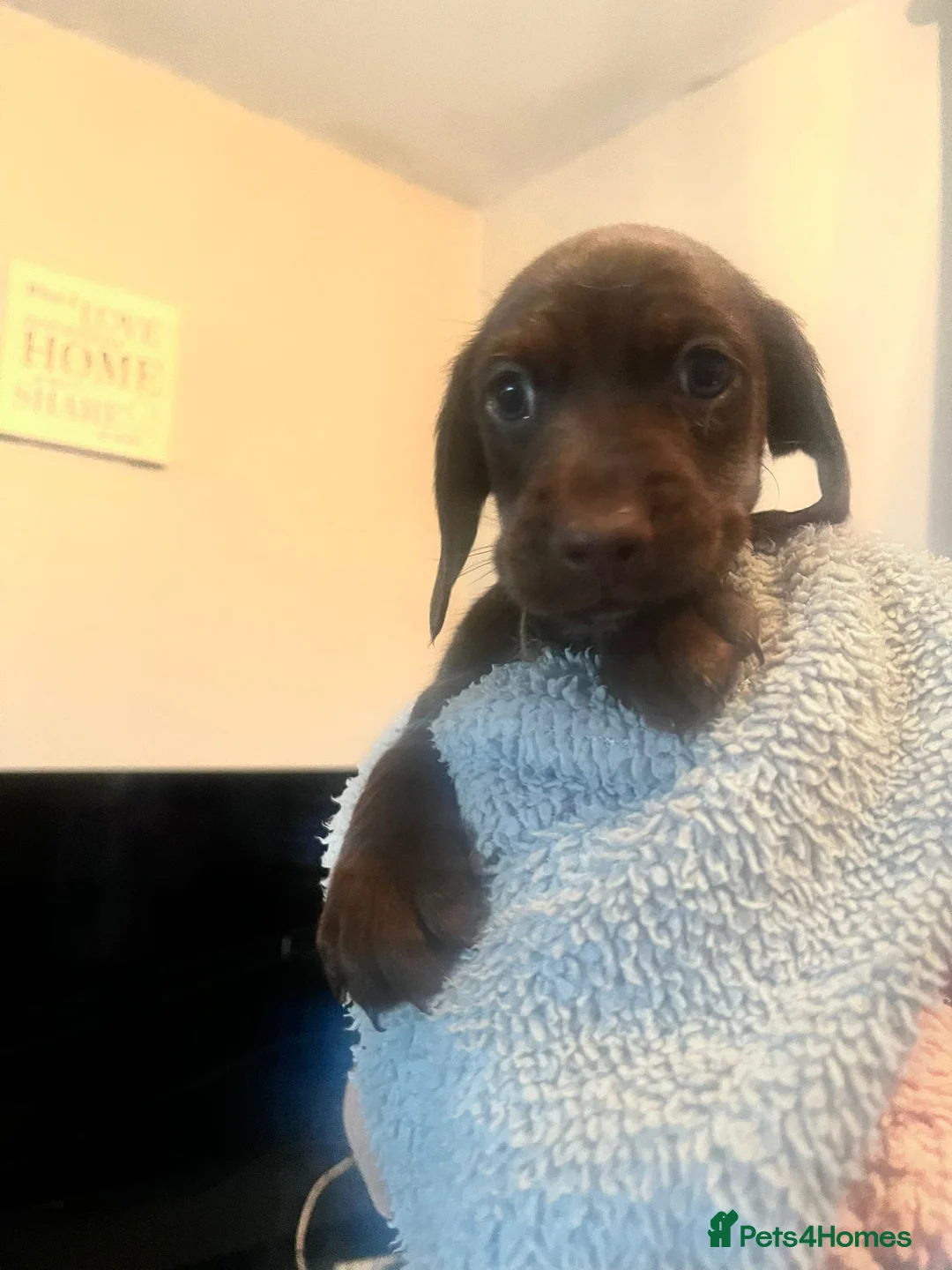Mixed Breed dogs for sale: Doxie spaniel/docker  - Advert 7