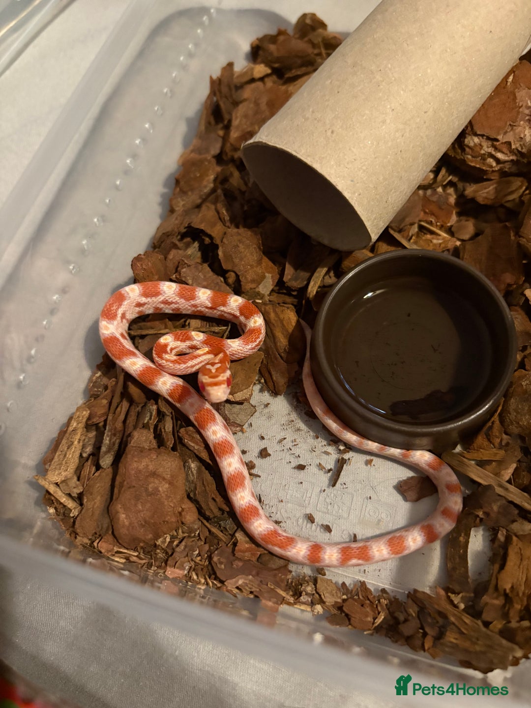 Corn Snake reptiles for sale: 18 beautiful amel Cornsnakes  - Image 11