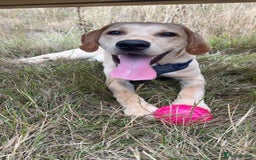 Labrador Retriever dogs for sale: handsome yellow lab - Advert 4