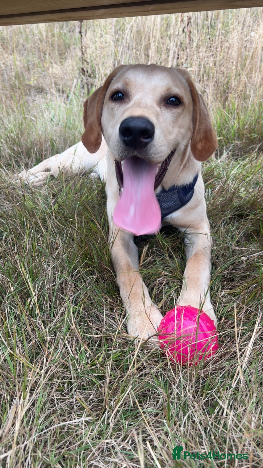 Labrador Retriever dogs for sale: handsome yellow lab - Advert 4