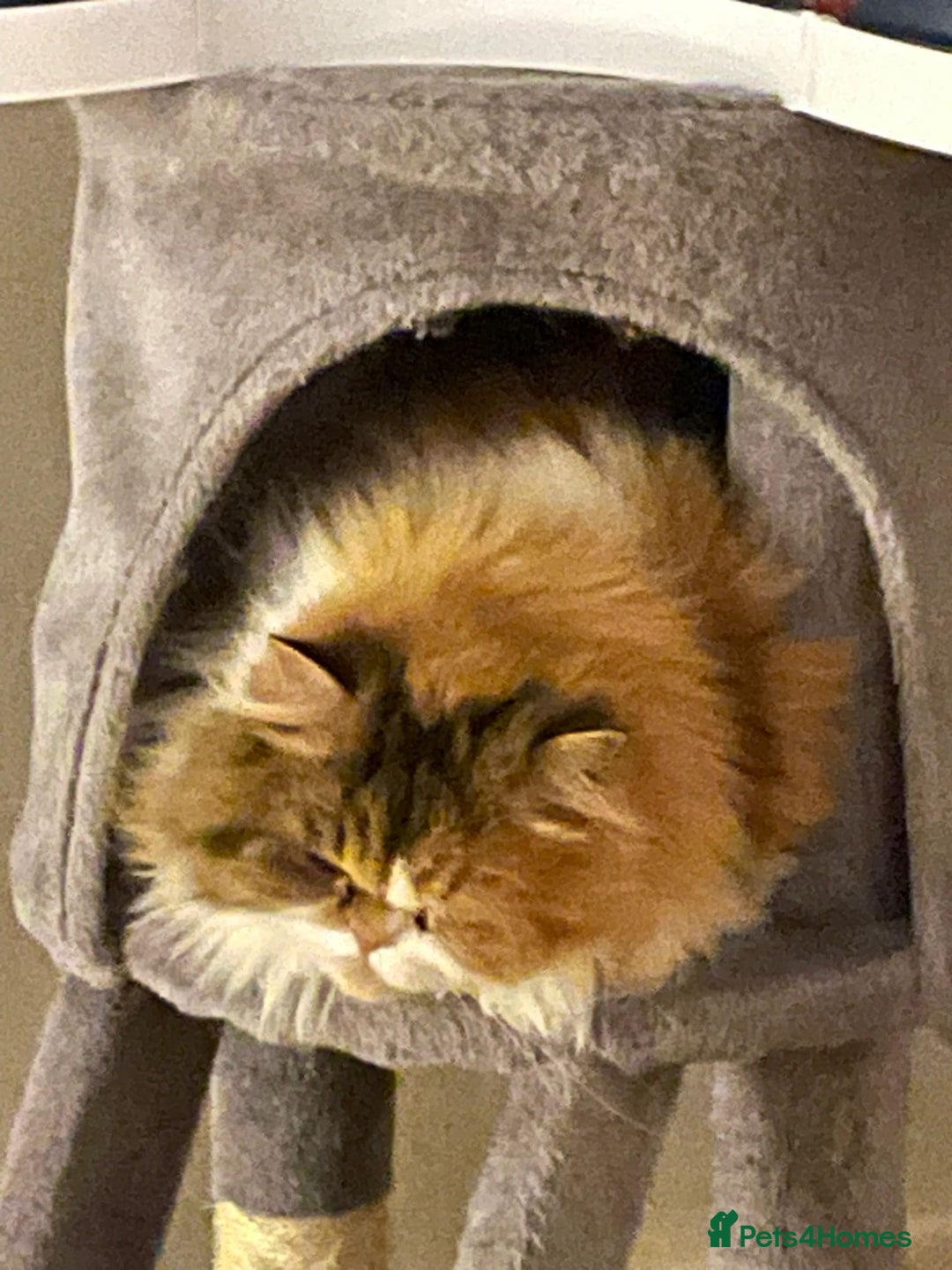 Scottish Fold cats for sale: Female Scottish Straight looking for forever home - Advert 2