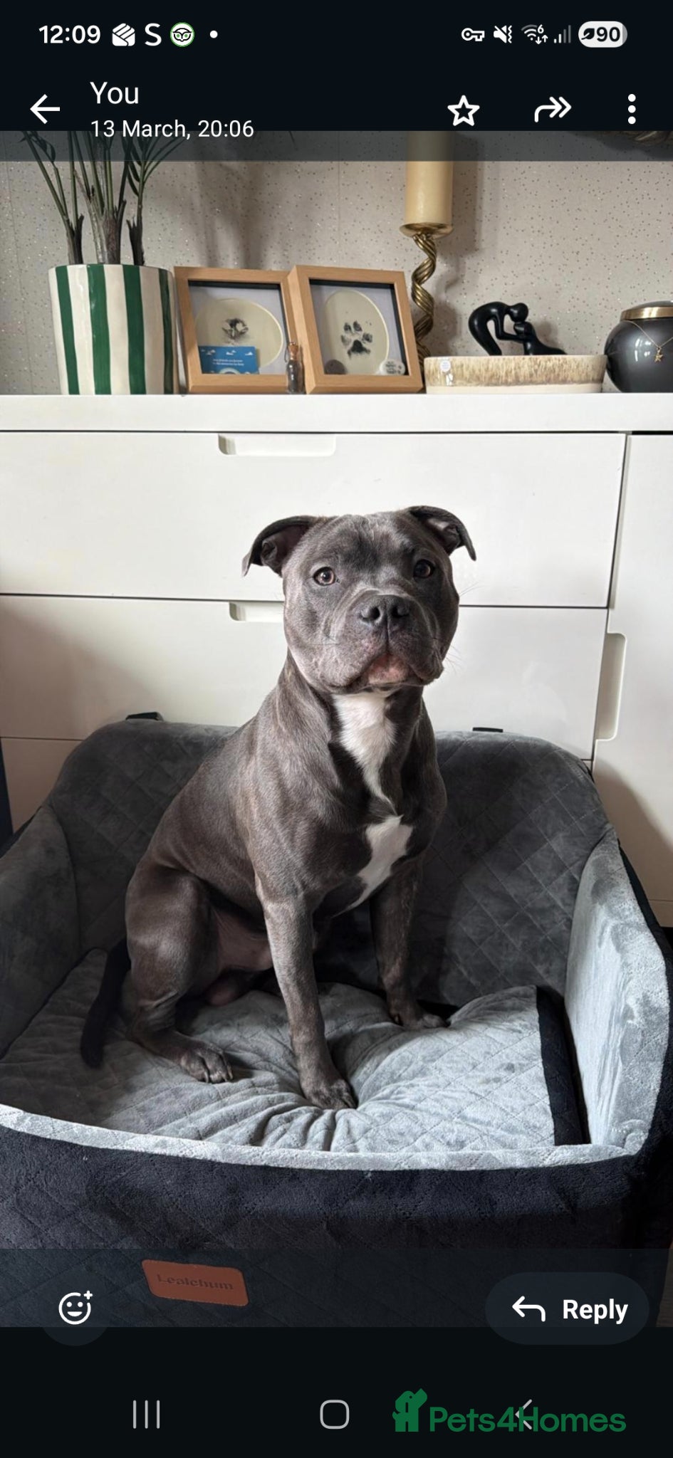 Staffordshire Bull Terrier dogs Stud him with a beautiful female - Advert 11