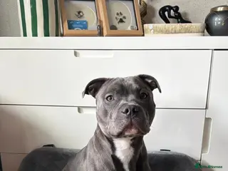 Staffordshire Bull Terrier dogs Stud him with a beautiful female - Advert 11