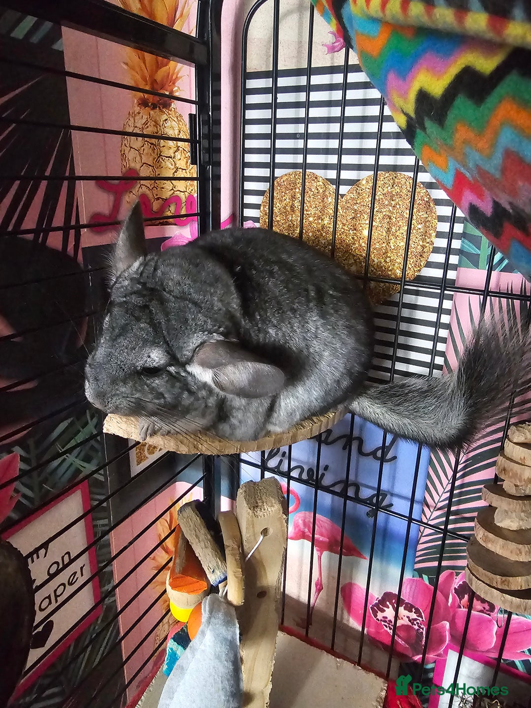 Chinchilla rodents for sale: Lovely sister chinchillas - Image 5