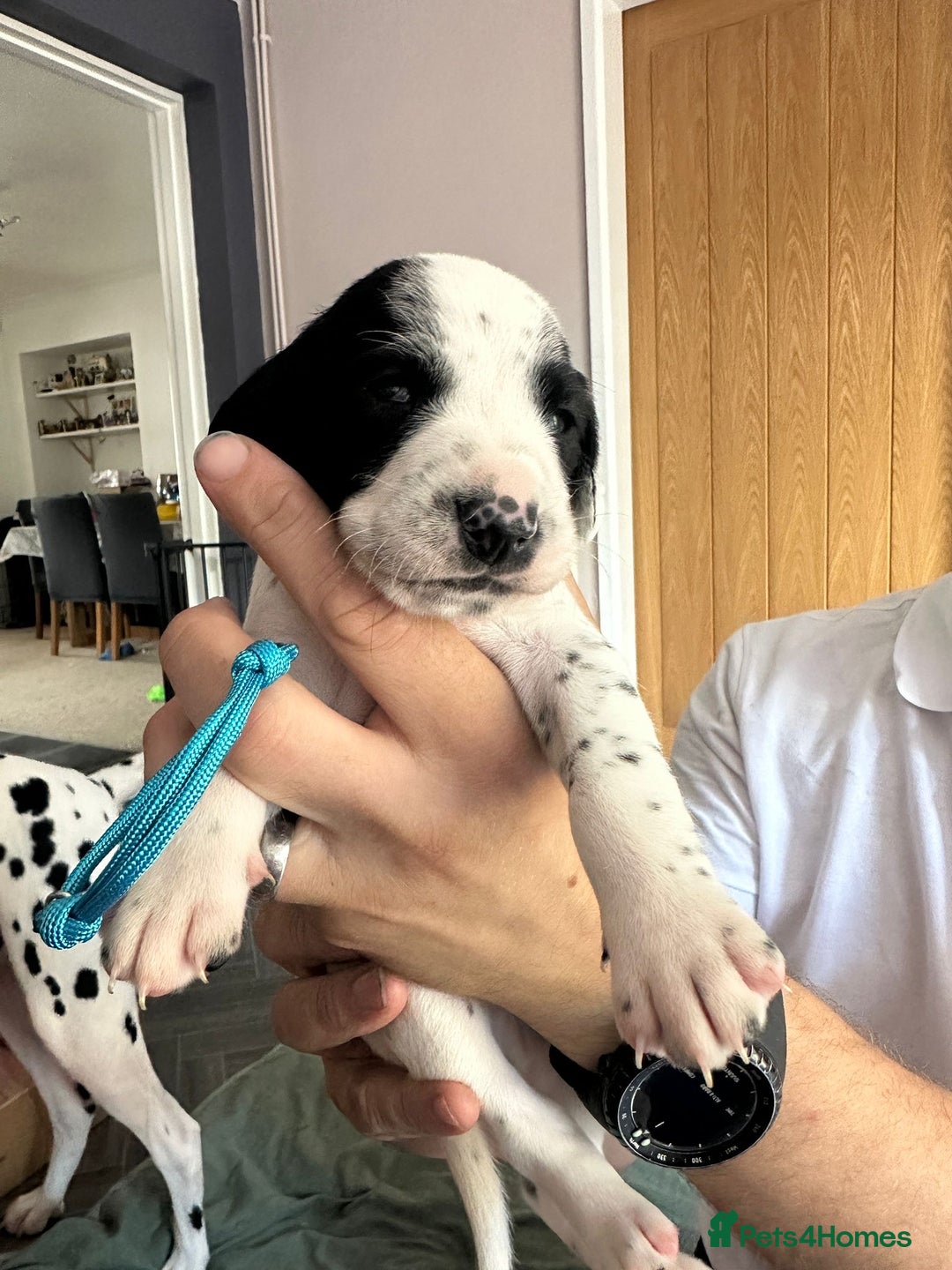Mixed Breed dogs for sale: Springer Spaniel cross Dalmatian - Image 4