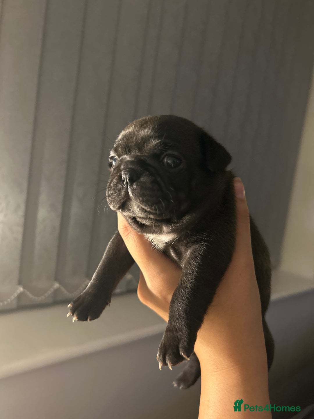 Frug dogs for sale: Frug puppies  - Advert 29