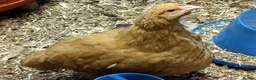 Chickens poultry for sale: Buff Orpington cockeral  - Advert 1