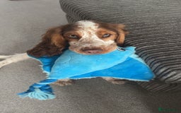 Cocker Spaniel dogs for sale: Show Cocker Spaniel  - Image 4