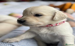 Golden Retriever dogs for sale: KC Registered Golden Retriever Puppies 🐾 - Image 12