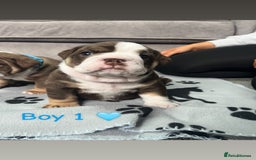 English Bulldog dogs for sale: 🐶 KC Registered English Bulldog Puppies 🐶 - Image 6