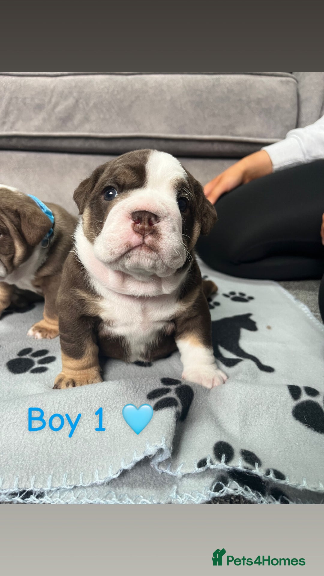 English Bulldog dogs for sale: 🐶 KC Registered English Bulldog Puppies 🐶 - Image 6