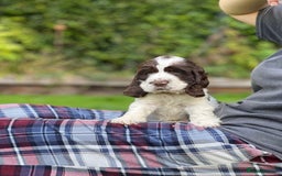 Cocker Spaniel dogs for sale: Beautiful Show Cocker Babies - Image 3