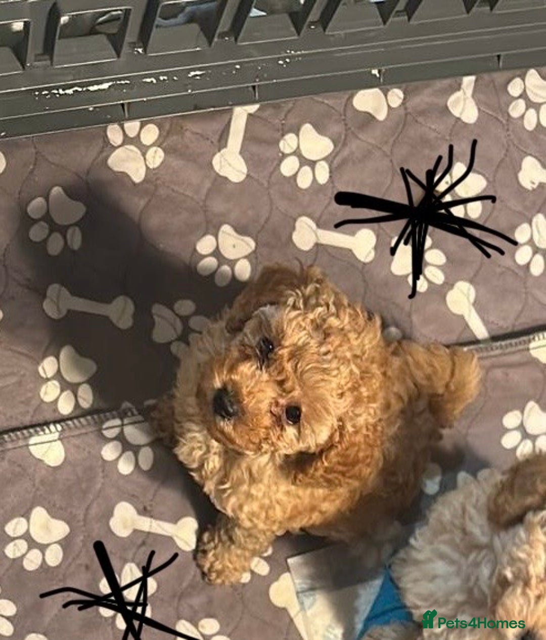 Toy Poodle dogs for sale: Stunning Kc reg stunning toy poodles  - Advert 7