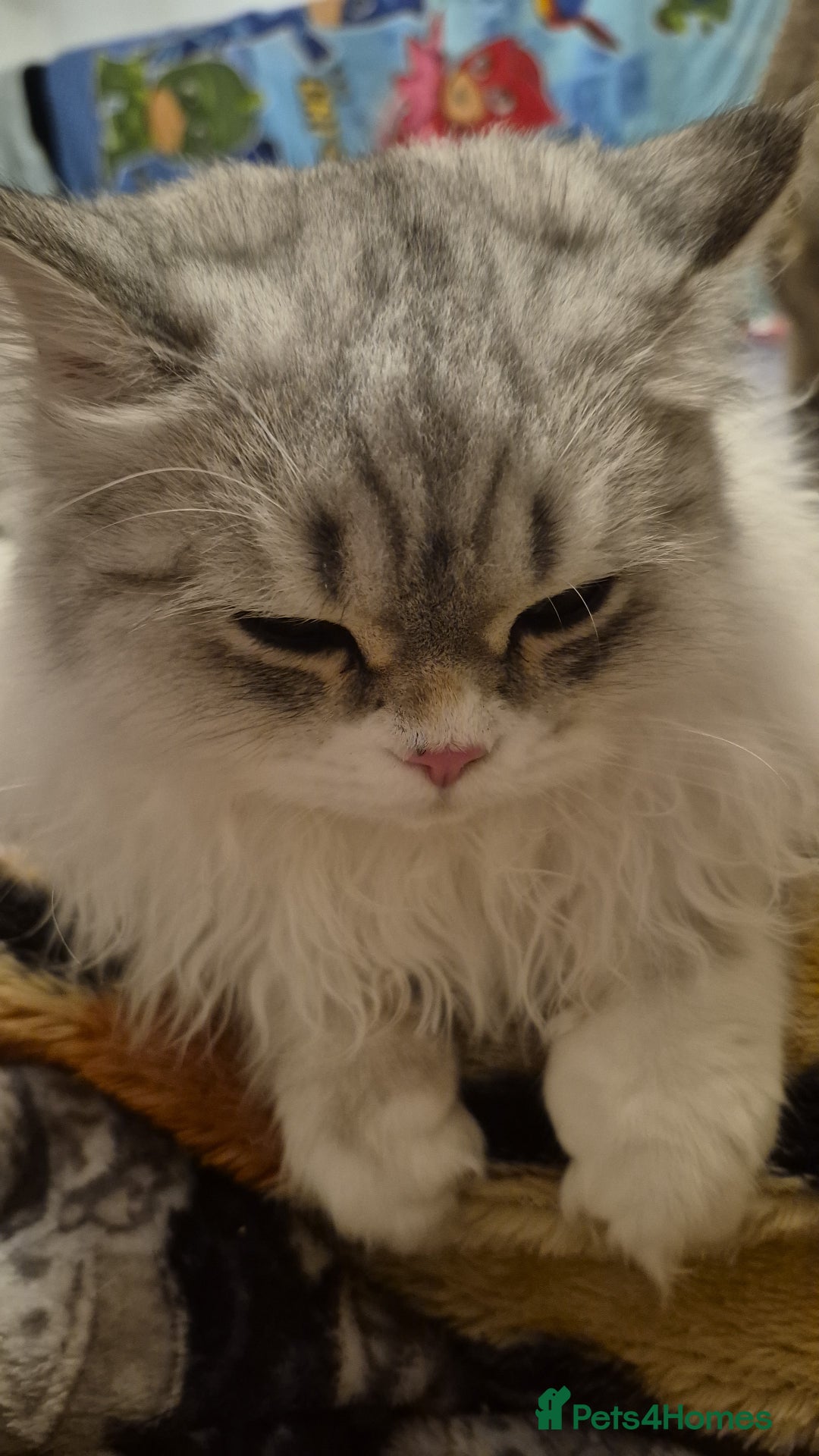 British Shorthair cats for sale: British Longhair Silver Boy & Black shorthair girl - Advert 4