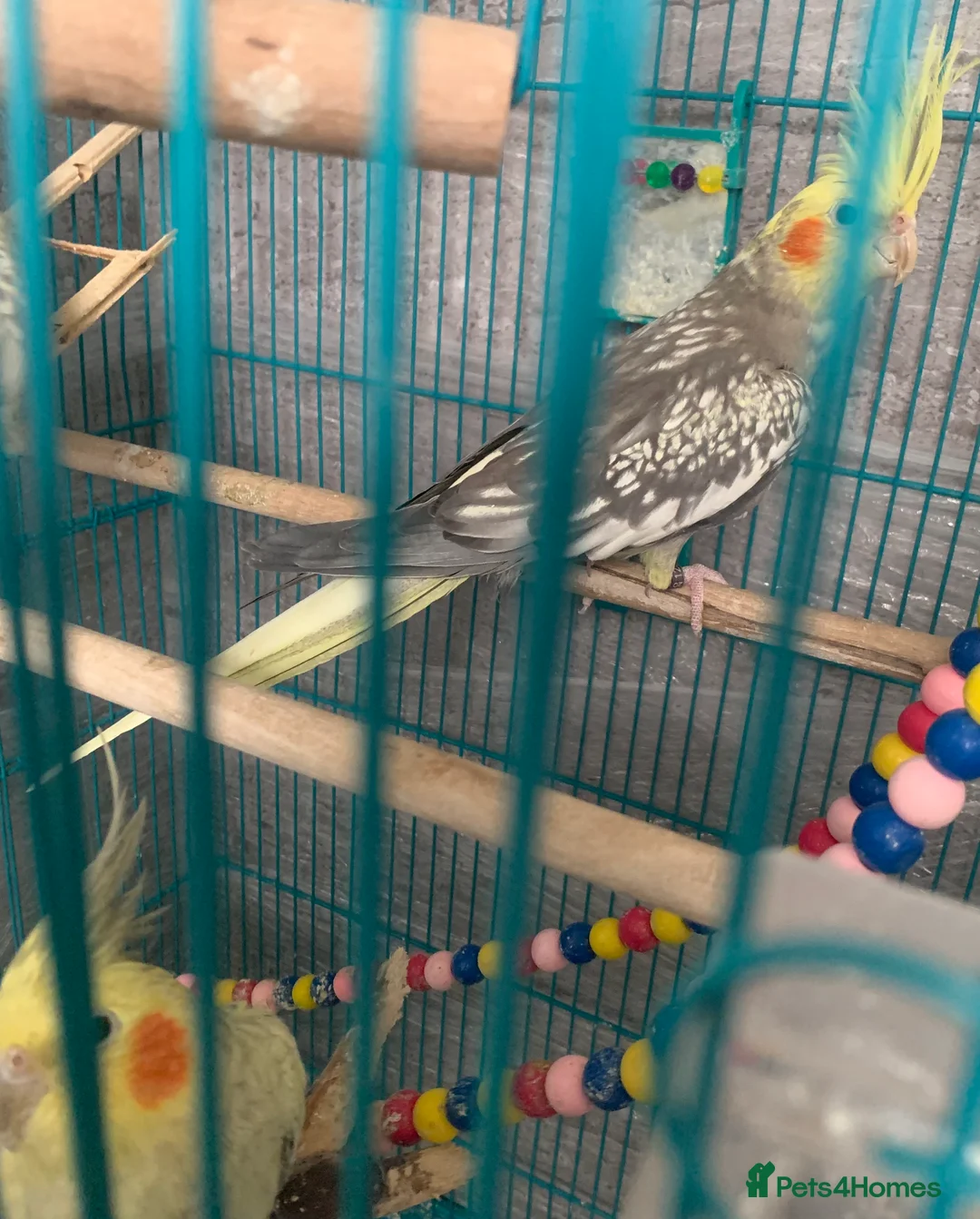 Cockatiels birds for sale: 3 cockatiels  - Advert 8