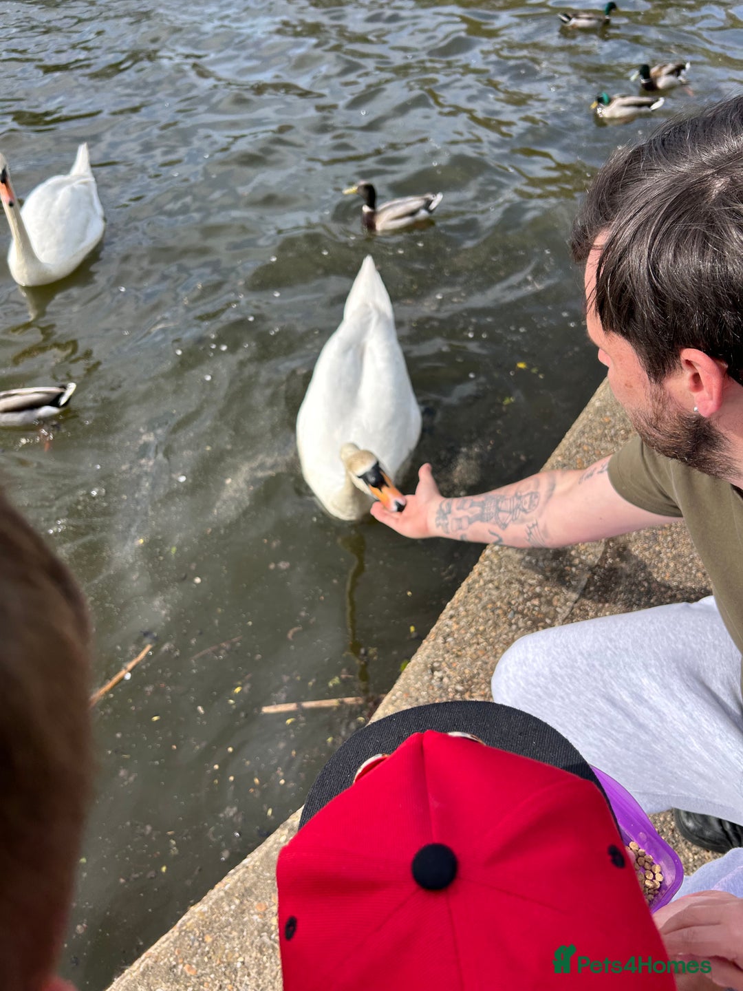 Miniature Dachshund dogs for sale: Red Dashchund  - Advert 6