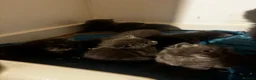 Russian Blue cats for sale: Mixed blue Russian kittens - Advert 6