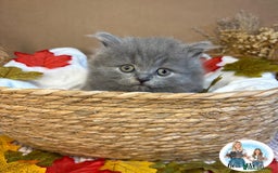 British Shorthair cats for sale: 3 British short hair / long hair kittens  - Image 23