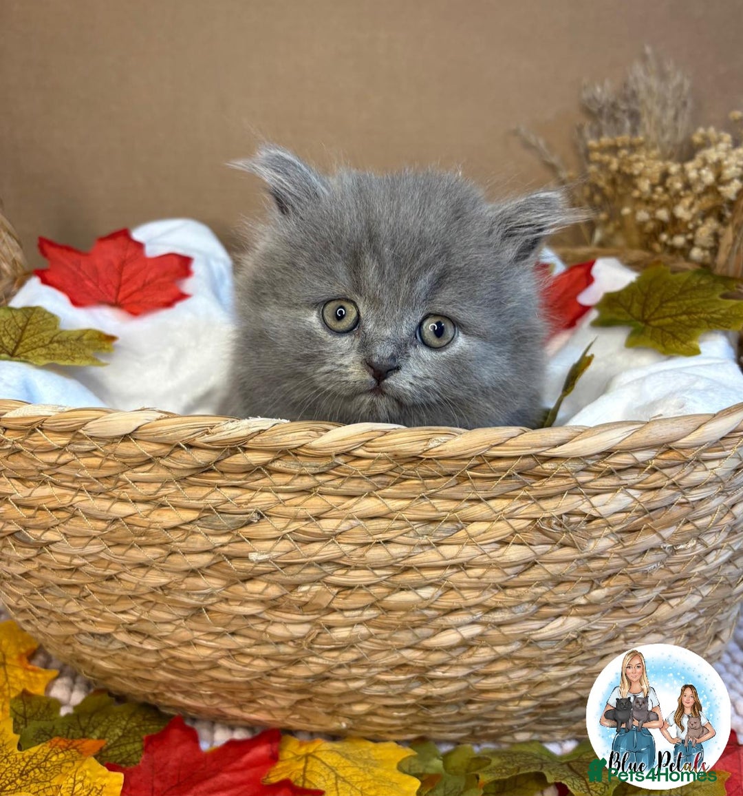 British Shorthair cats for sale: 3 British short hair / long hair kittens  - Image 23