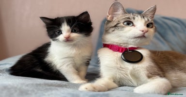 Mixed Breed cats - Advert 3