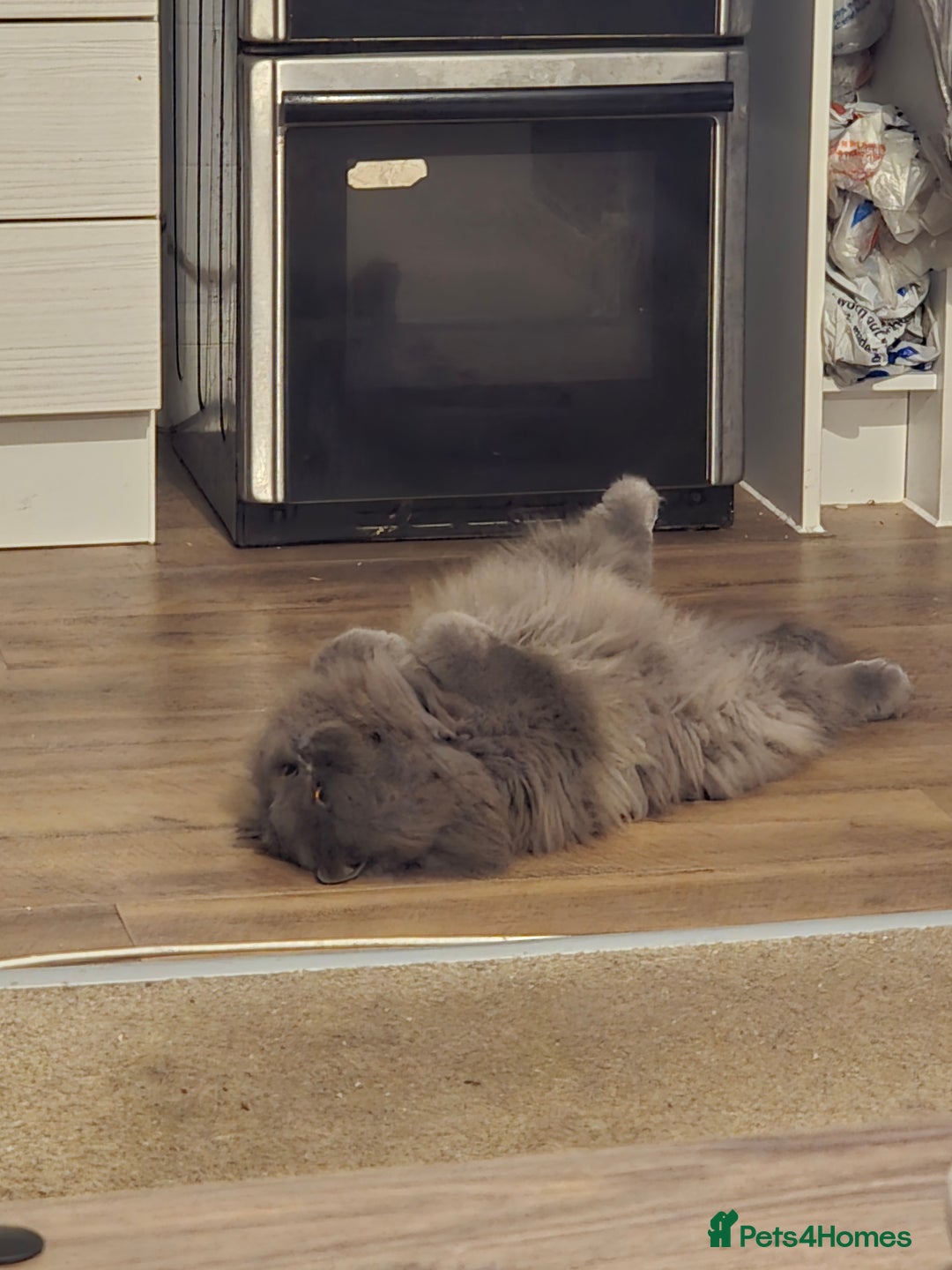 Persian cats for sale: Male Persian  - Advert 2