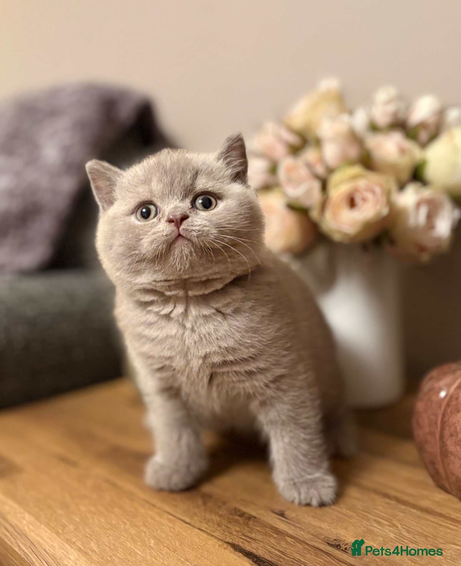 British Shorthair cats British Shorthair Kittens - Advert 1
