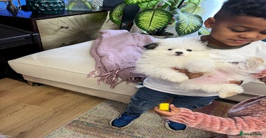 Mixed Breed dogs - Advert 15