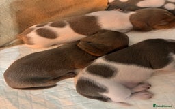 Miniature Dachshund dogs for sale: Stunning Miniature Piebald/Isabella Dachshunds 💙  - Advert 11