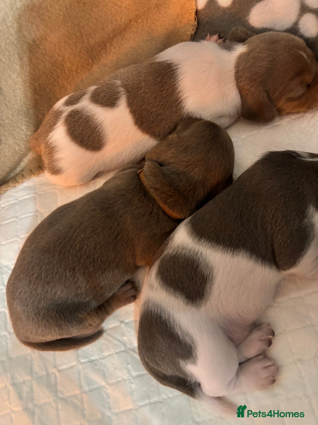 Miniature Dachshund dogs for sale: Stunning Miniature Piebald/Isabella Dachshunds 💙  - Advert 11