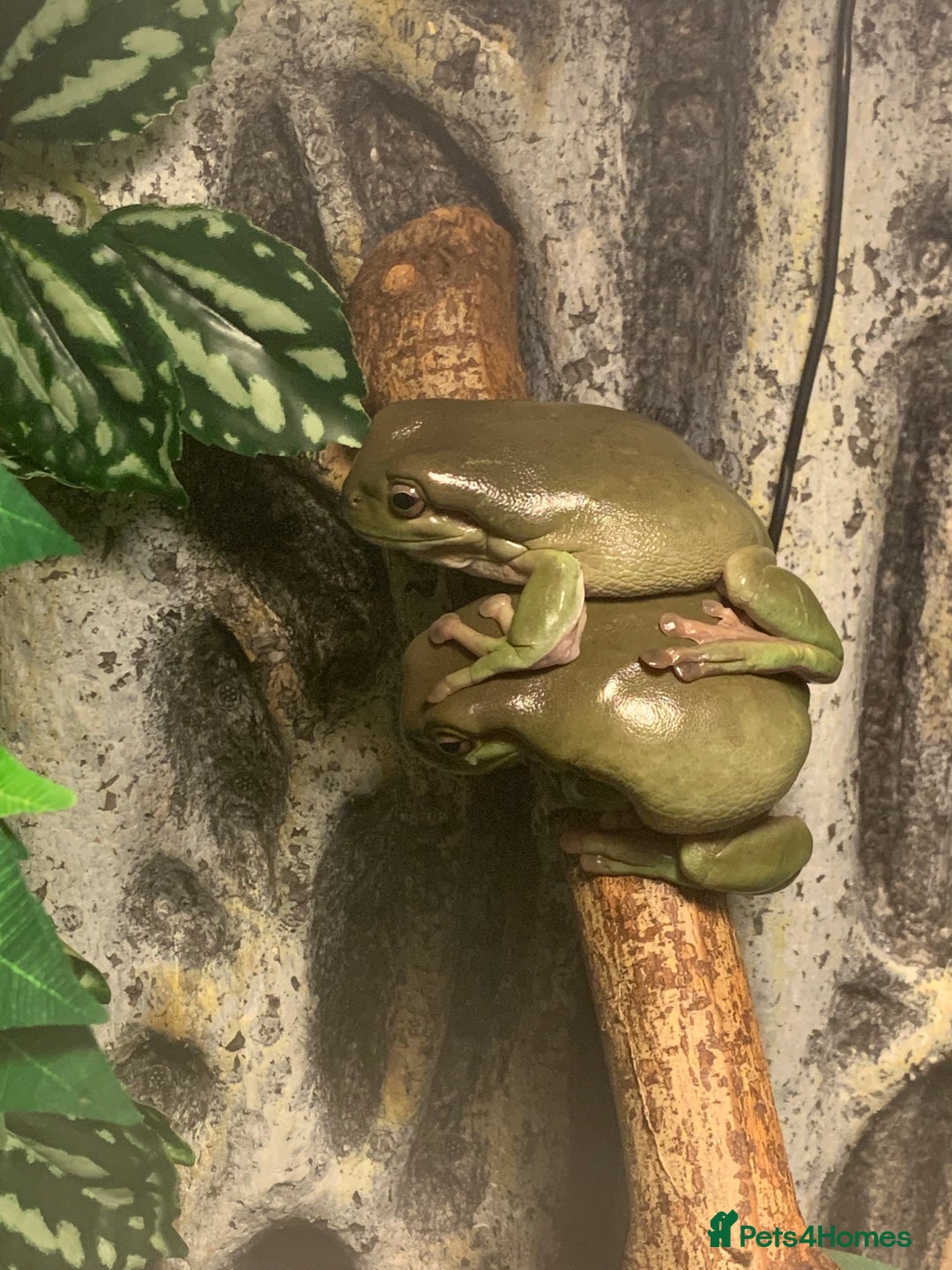 Frog reptiles for sale: 4 whites tree frog and enclosure - Advert 3