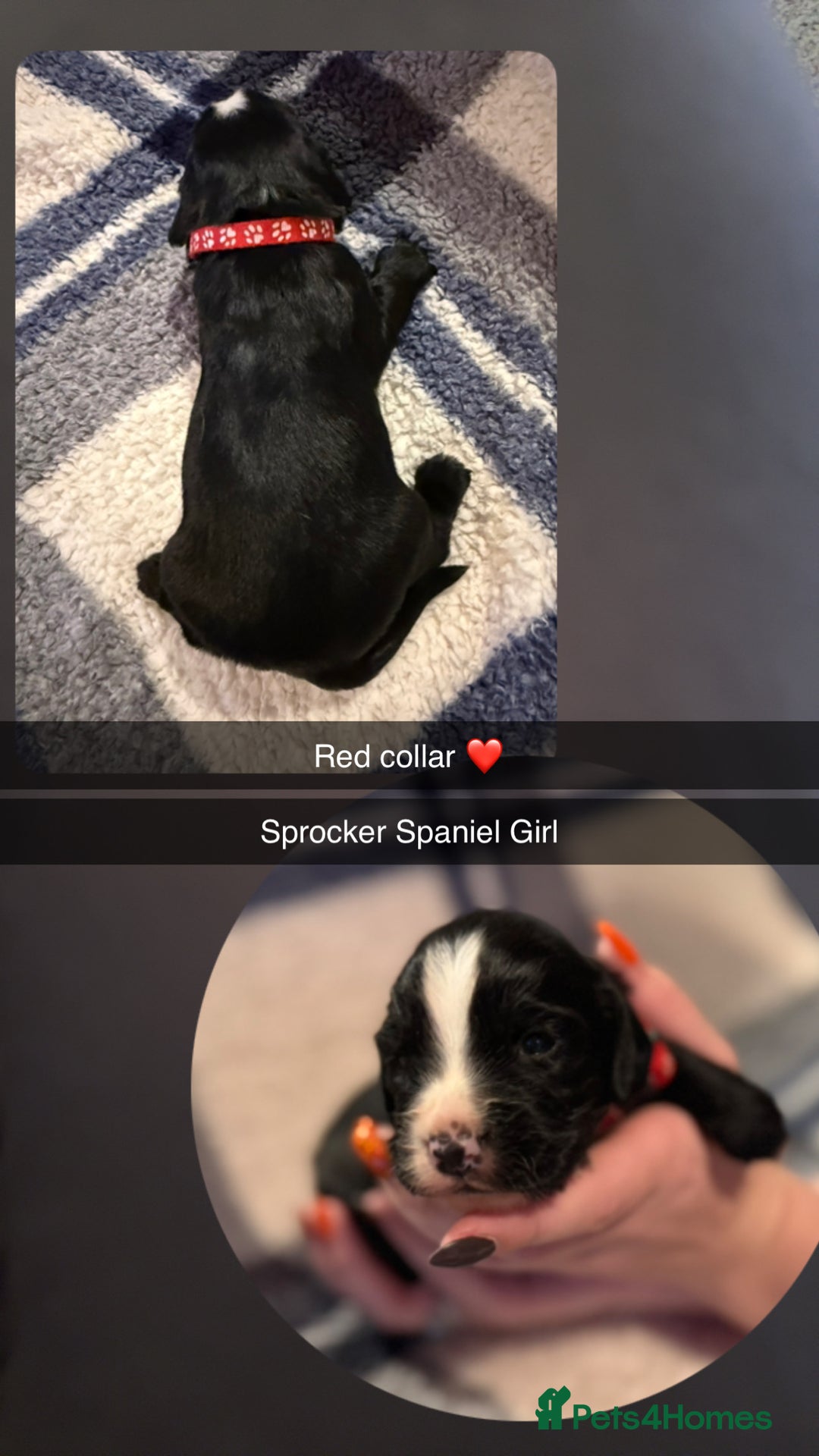 Sprocker dogs for sale: Sprocker spaniel puppies  - Image 2