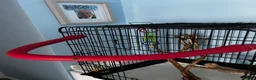 Parrots birds for sale: Parrot Named thor nice bird colour is blue green!! in Caerphilly - Advert 10