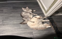 Maine Coon cats for sale: Maine coon kittens - Image 7