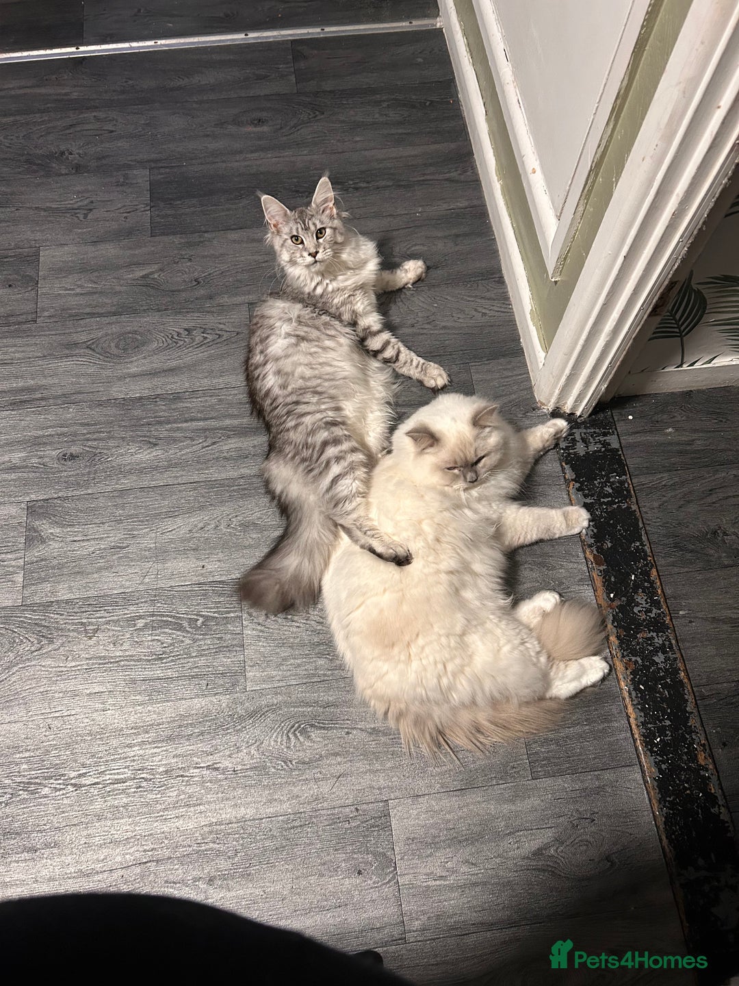 Maine Coon cats for sale: Maine coon kittens - Image 7