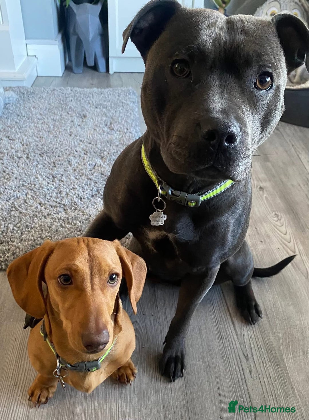 Mixed Breed dogs for sale: Beautiful Daffys - staffy cross dachshund  - Image 8
