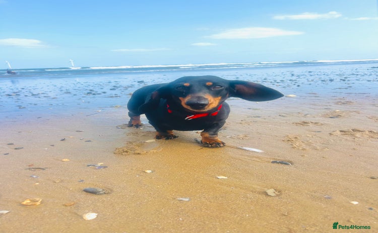 Dachshund dogs - Advert 15