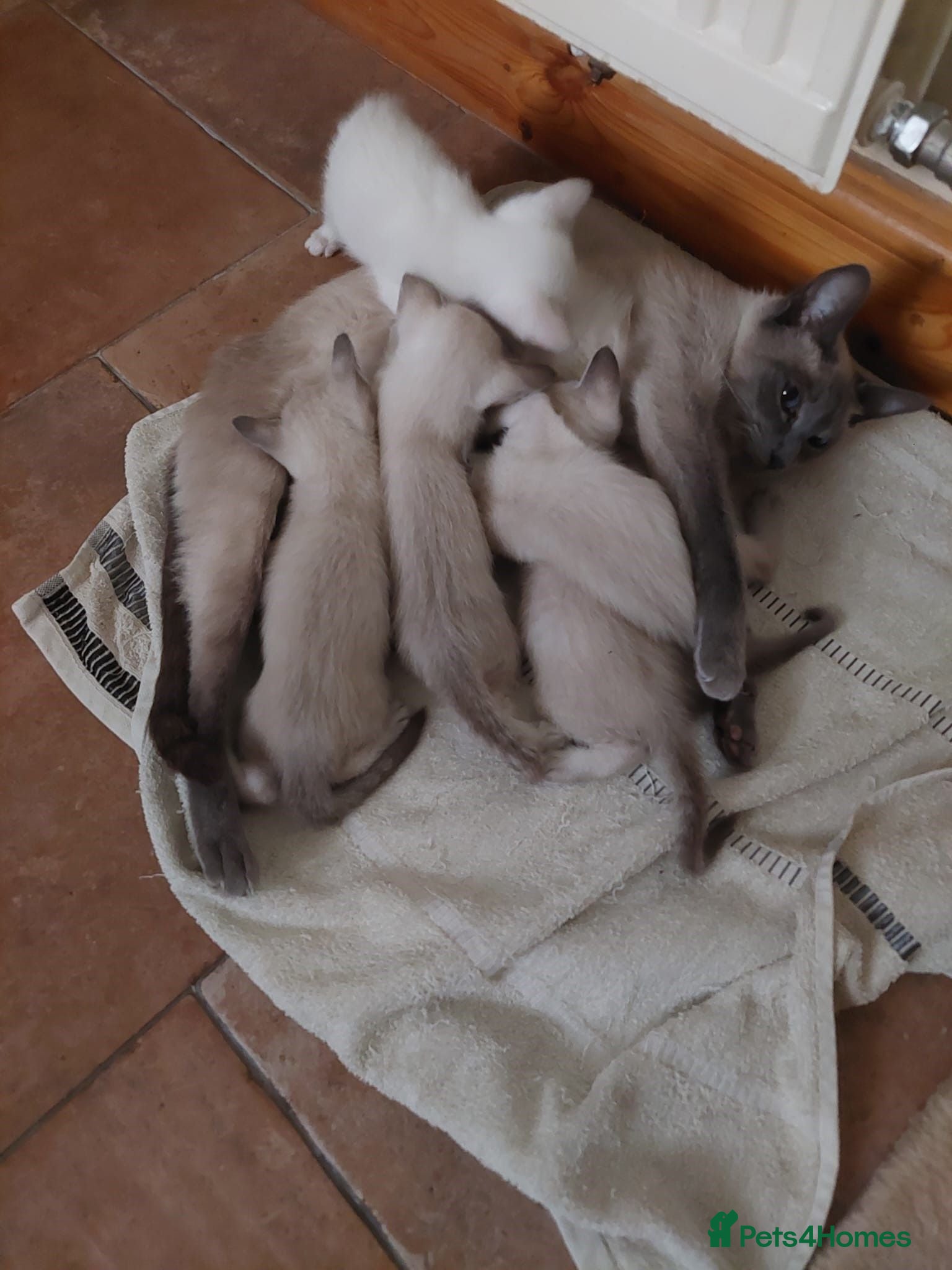 Siamese cats One Seal Tabby Boy looking for his new home - Advert 1