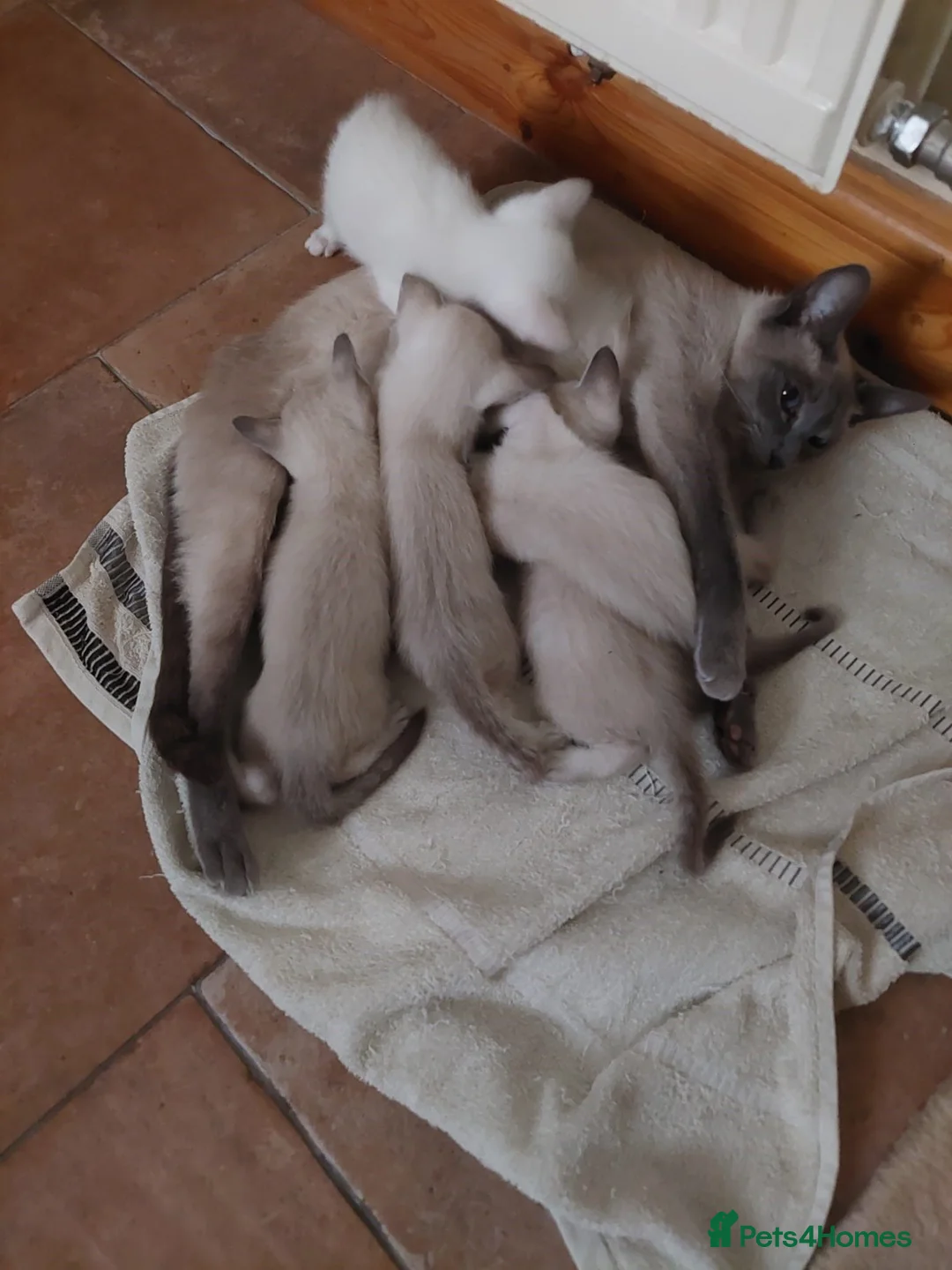Siamese cats for sale: One Seal Tabby Boy looking for his new home in Spalding - Advert 1