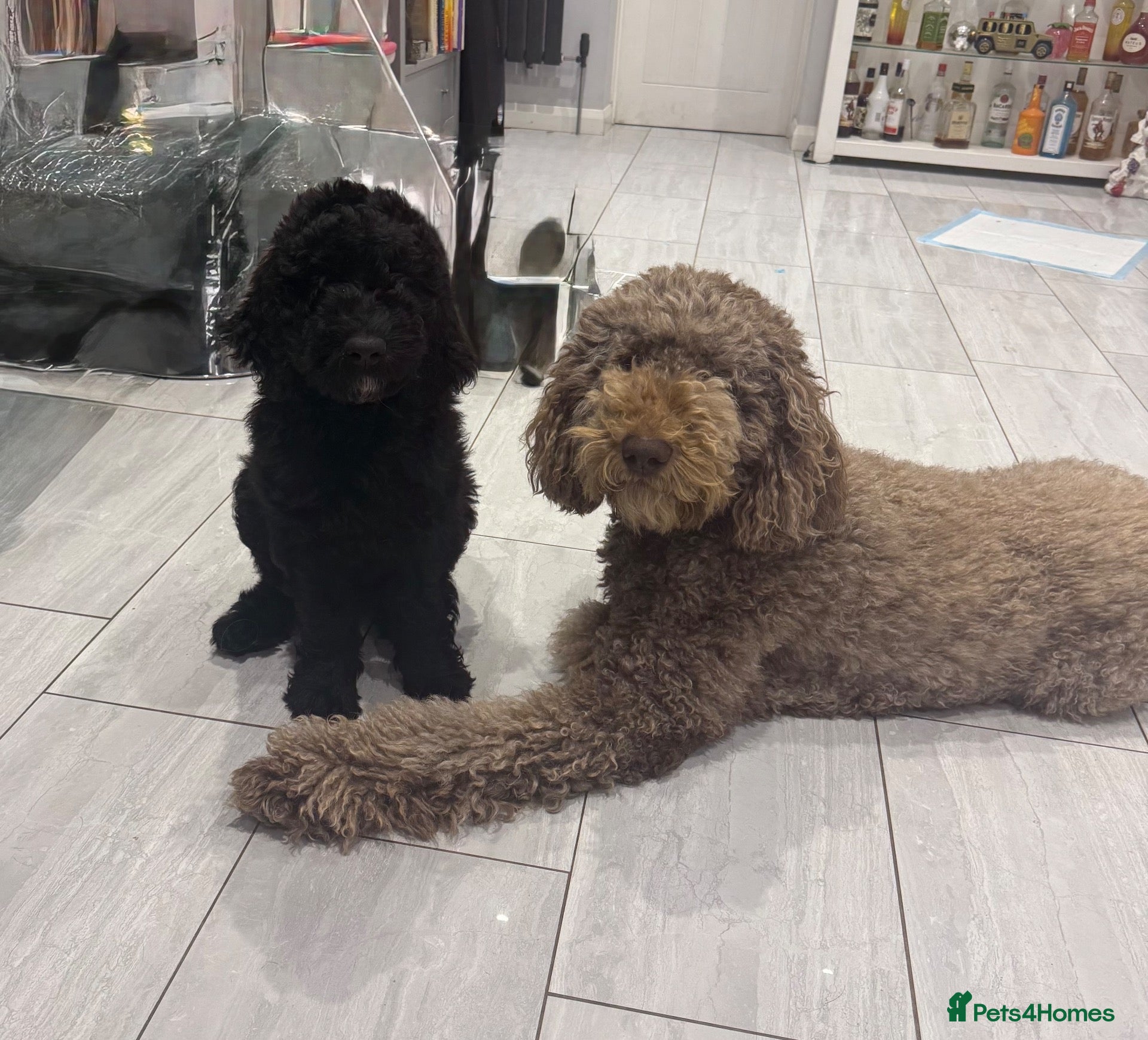 Labradoodle dogs Labradoodle multi generation  - Advert 2