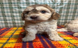 Cockapoo dogs for sale: Cockapoo puppies beautiful colours  - Image 10